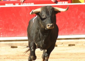 toros blog 100 palabras